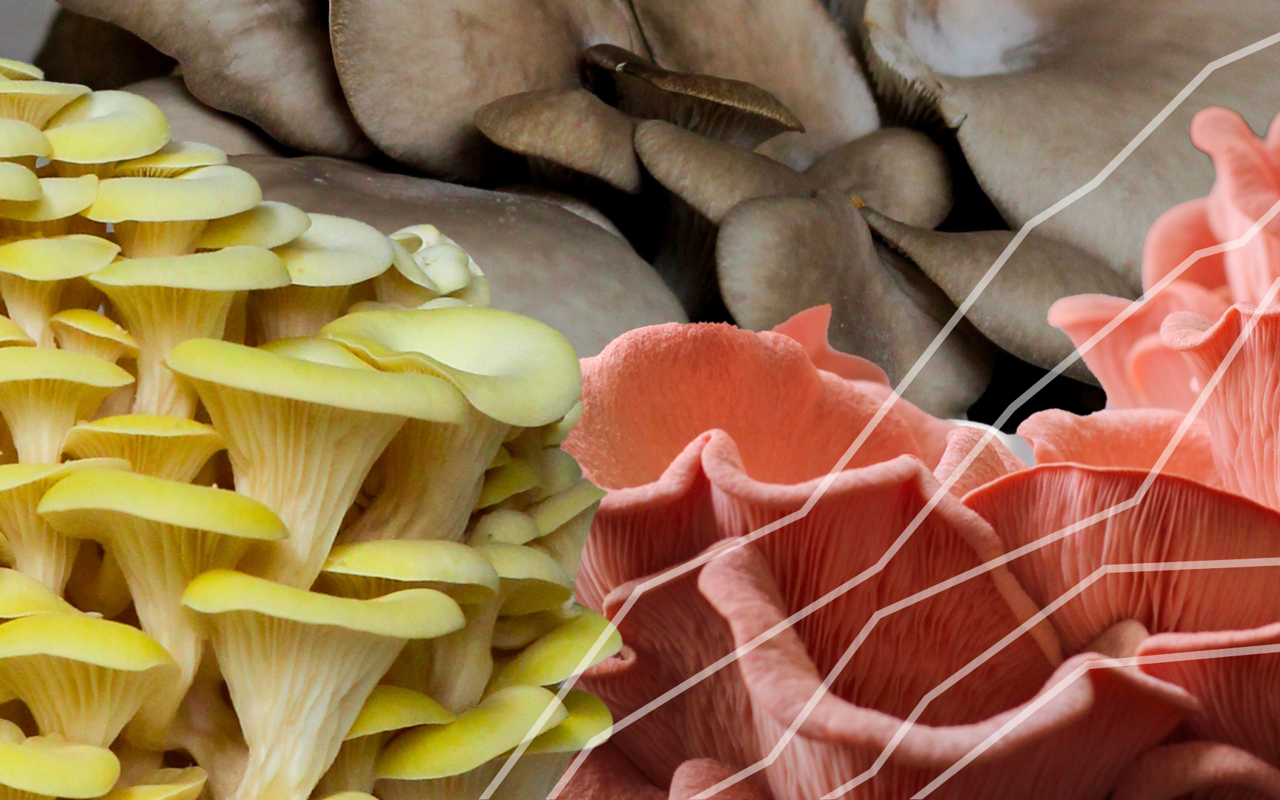 mushrooms