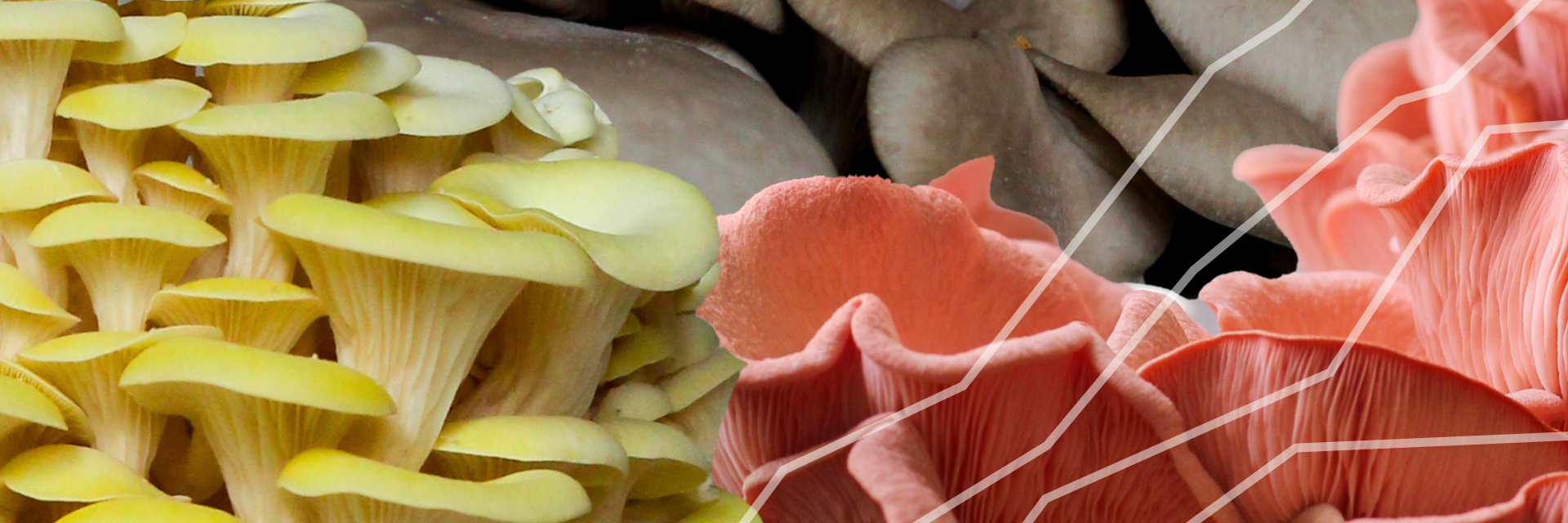 mushrooms