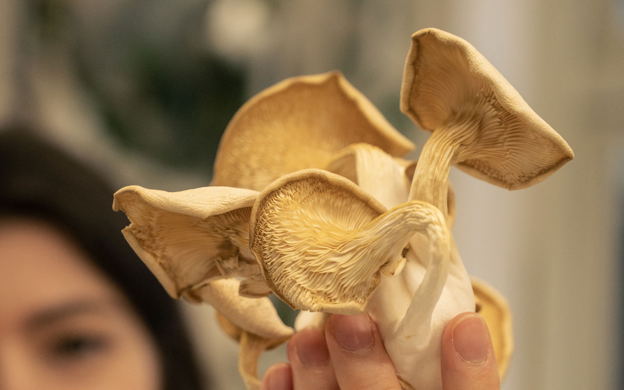 Mycelium