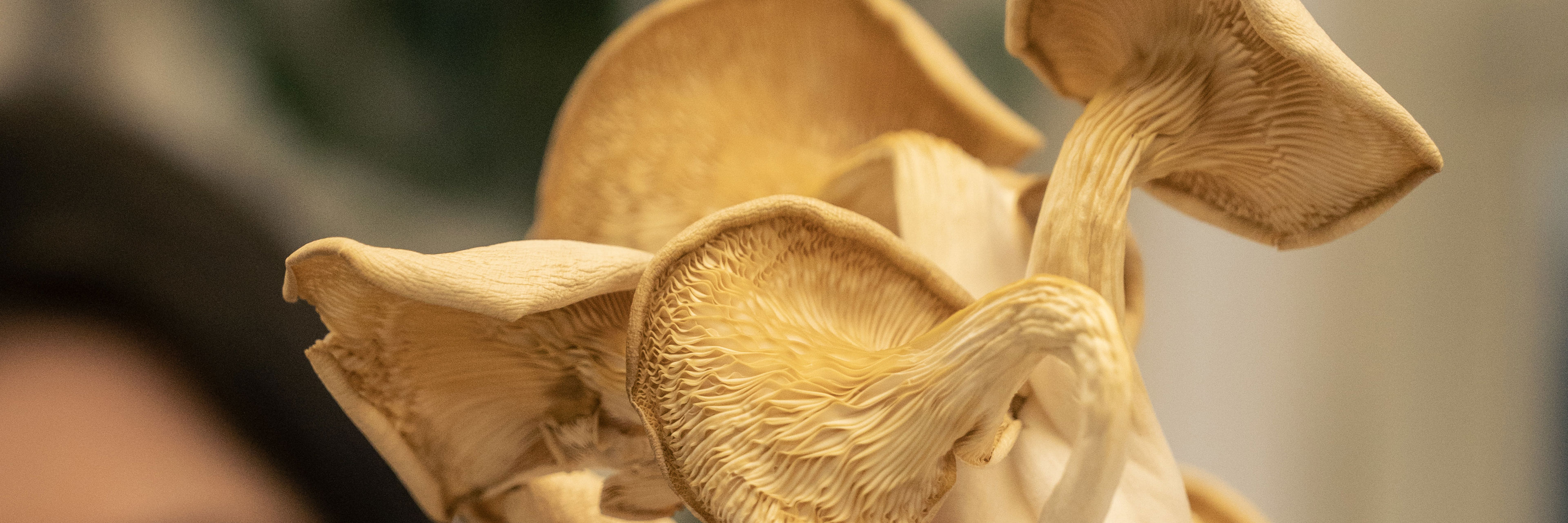 Mycelium